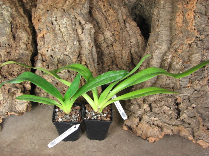 Paphiopedilum lowii 'Daya' x sib '#2'.JPG