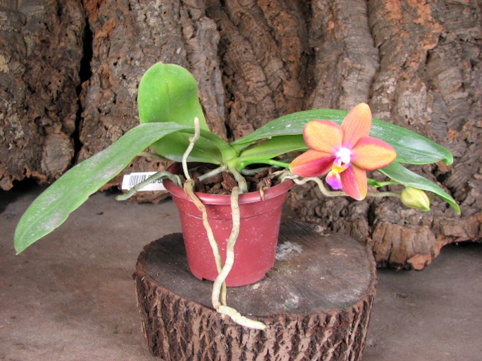 Doritaenopsis Sogo Meili x Phalaenopsis Ld's Bear Queen.JPG
