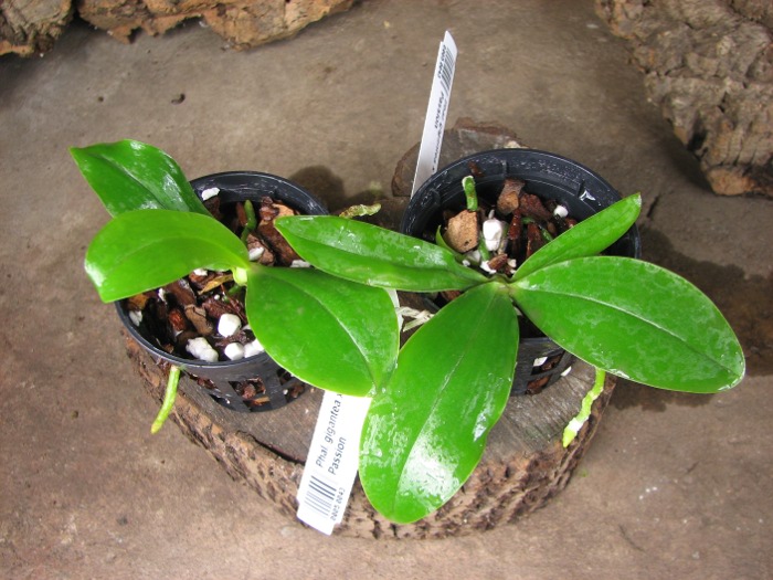 Phalaenopsis gigantea x Brother Ambo Passion.JPG