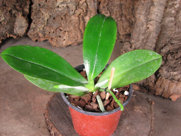 Phalaenopsis Chienlung Red King (Ld's Bear King x pulchra).JPG