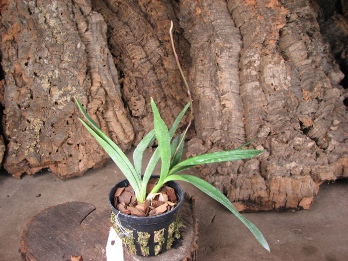Ionopsis utricularioides.jpg