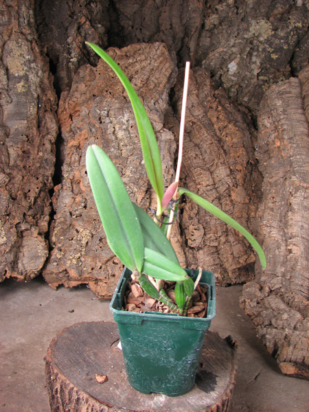 Cattleya luteola.jpg