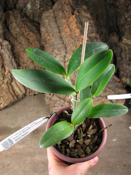 Cattleya Little Seagull.jpg