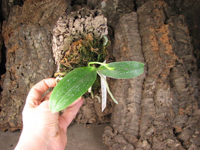 Phalaenopsis Su-An Cricket.jpg