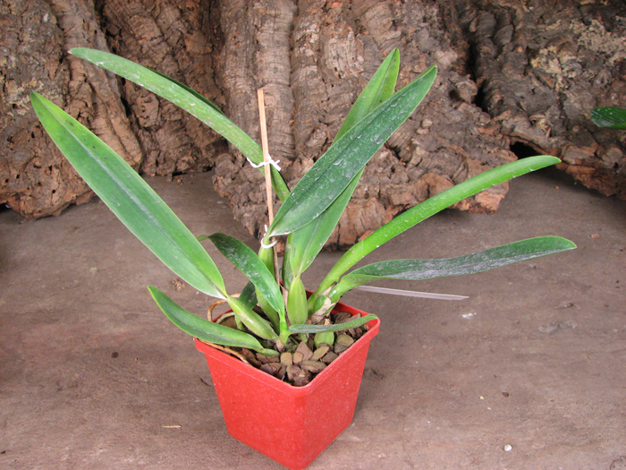 Cattleya labiata coerulescens 'Da Norma Dreher' x self.jpg