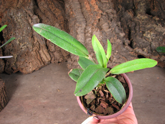 Cattleya maxima semi alba.jpg