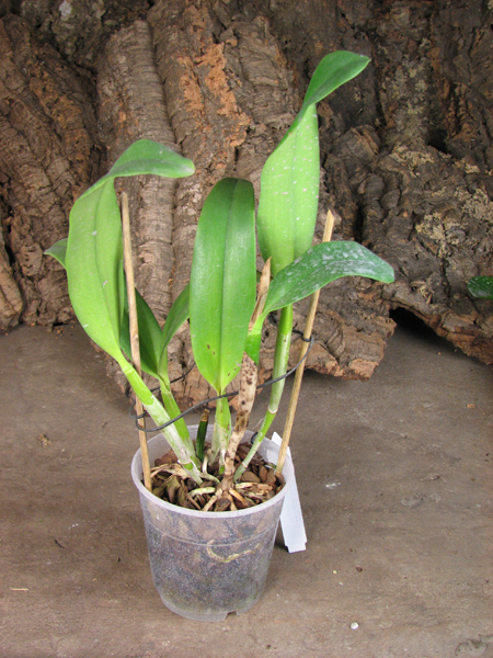 Sophrolaeliocattleya Tutankamen 'Pop'.jpg