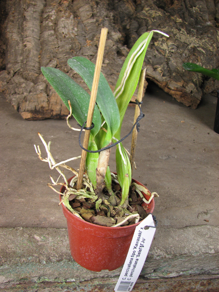Cattleya percivaliana tipo 'Kawasaki' x Cattleya percivaliana 'Selecao'.jpg
