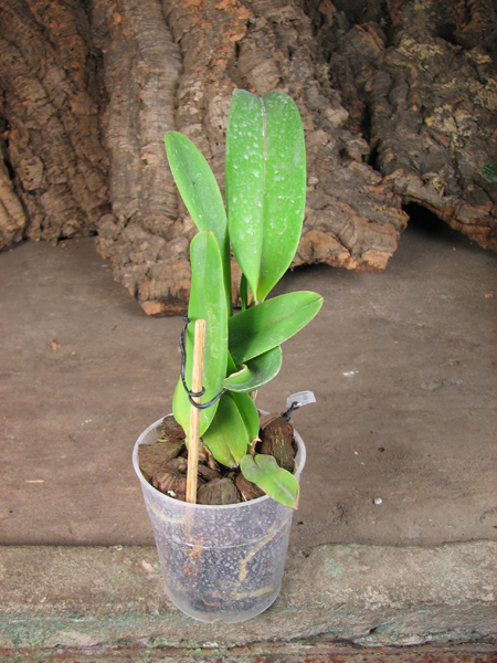 Laeliocattleya Dinard 'Blue Heaven'.jpg