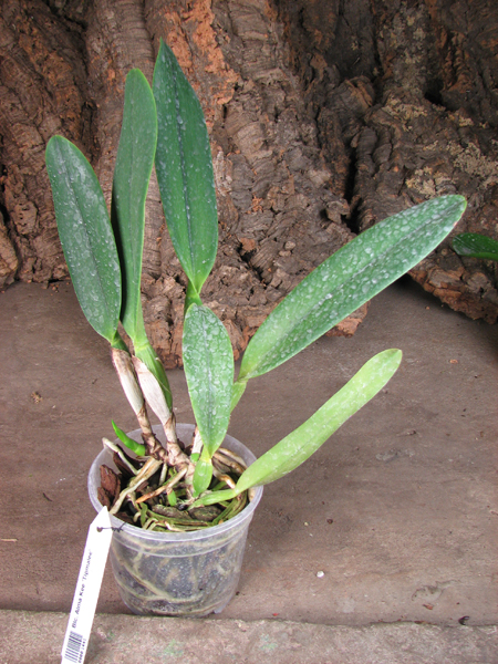 Brassolaeliocattleya Alma Kee 'Tipmalee'.jpg