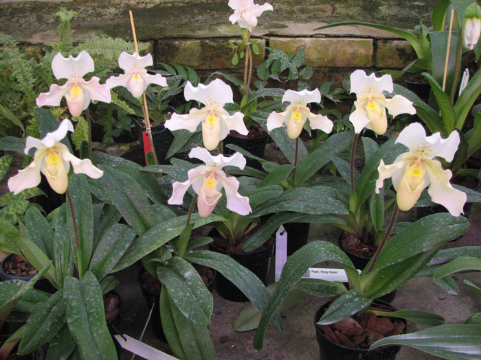 Paphiopedilum Rosy Dawn.jpg