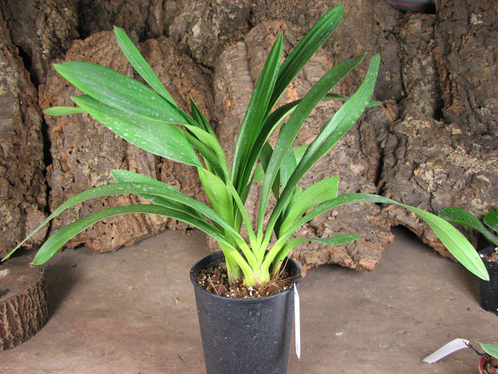 Cymbidium 'Vogel's Magic'.jpg