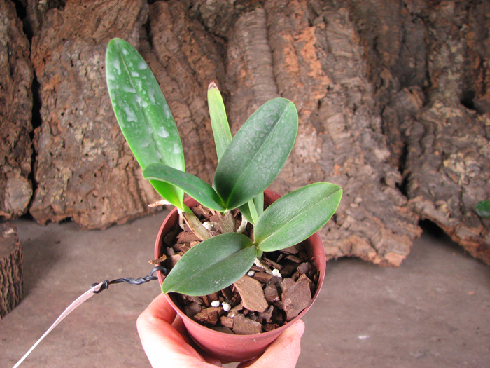 Brassolaeliocattleya Chief Canyon 'Double Bubble'.jpg