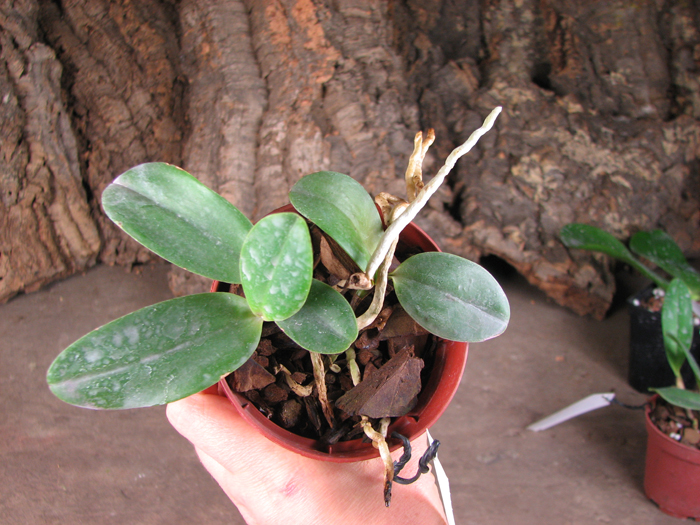 Sophrocattleya George Hardy (Cattleya aclandiae x Sophronitis coccinea).jpg