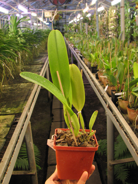 Cattleya dowiana x SELF.jpg