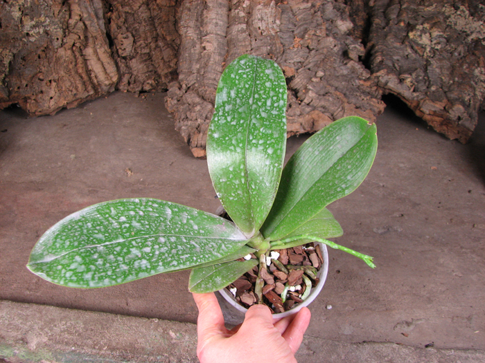 Phalaenopsis Ho's Lovely Amethyst.jpg