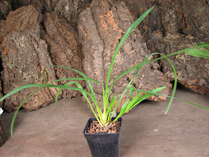 Cymbidium erythrostylum.jpg