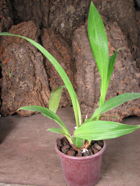Zygopetalum Barbel Hohn.jpg