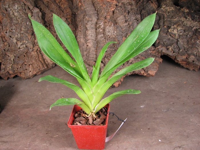 Huntleya meleagris.jpg