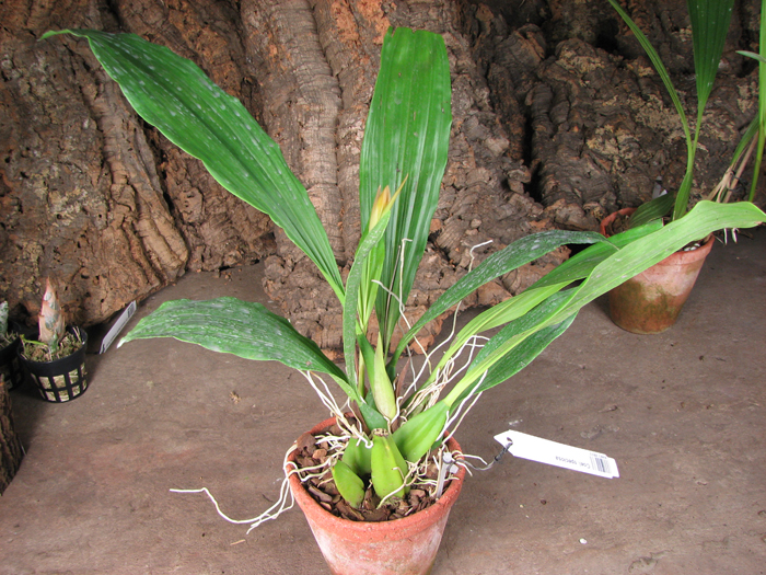 Coelogyne speciosa.jpg