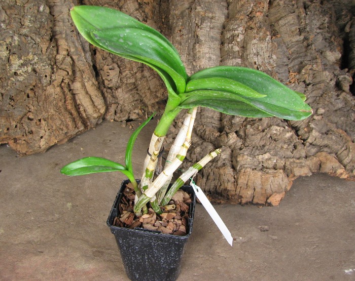Dendrobium Kultana Fancy.JPG