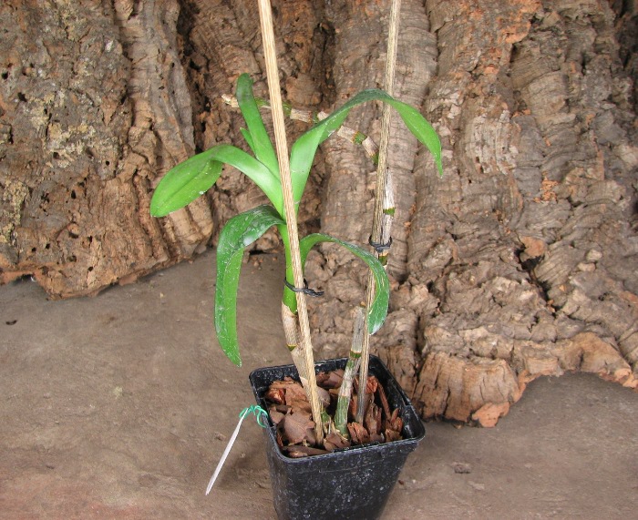 Dendrobium Tengkwei.JPG