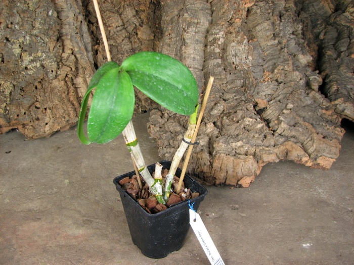 Dendrobium Burana Green Star.JPG