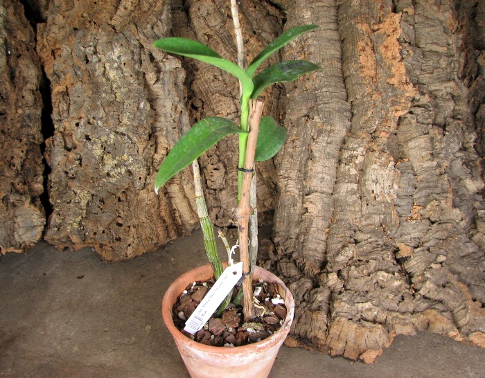 Dendrobium Milo x Dendrobium Tosons var. Blue.JPG