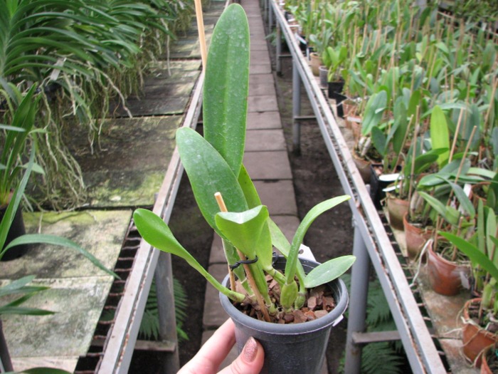 Cattleya trianae alba 'AWZ' x Cattleya trianae alba 'Suzi' (31-8).JPG