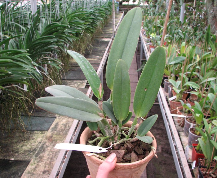 Cattleya maxima.JPG