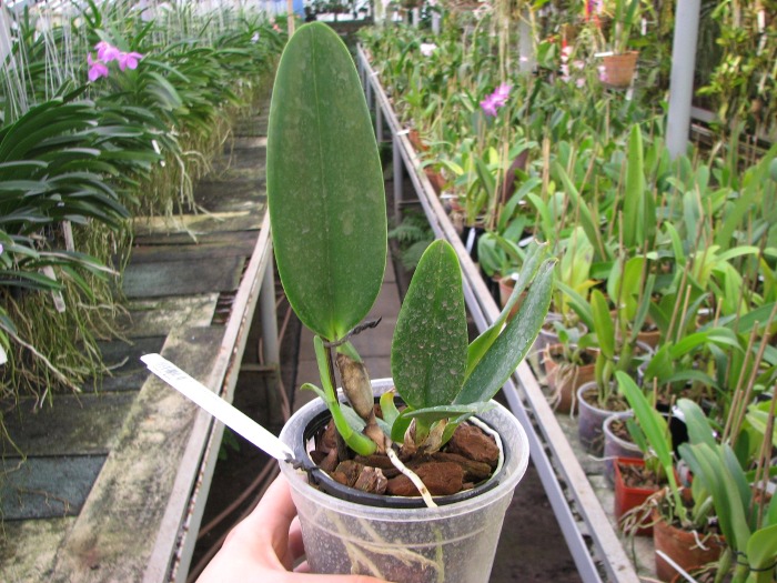 Cattleya mendelii.JPG