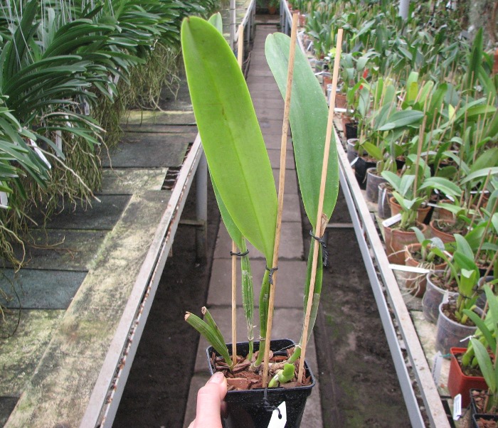 Cattleya mossiae.JPG