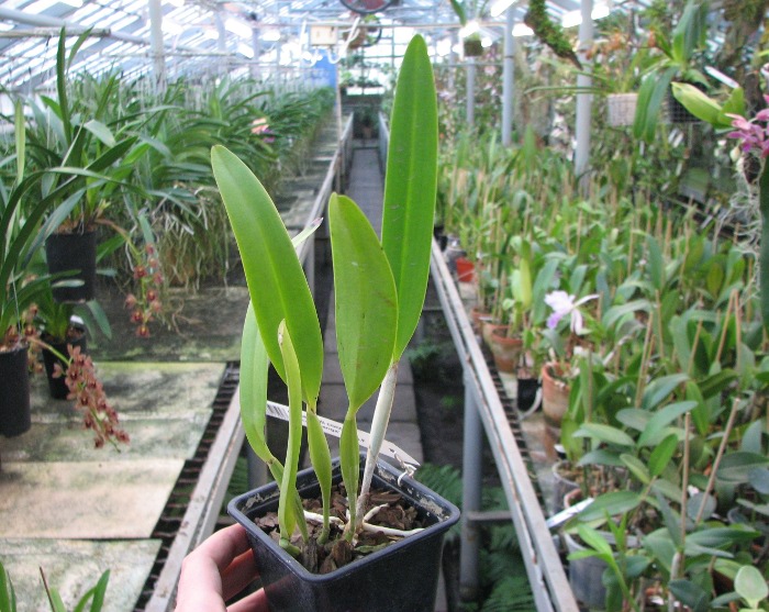 Cattleya mendelli concolor 'Bucaramanga' x SELF.JPG