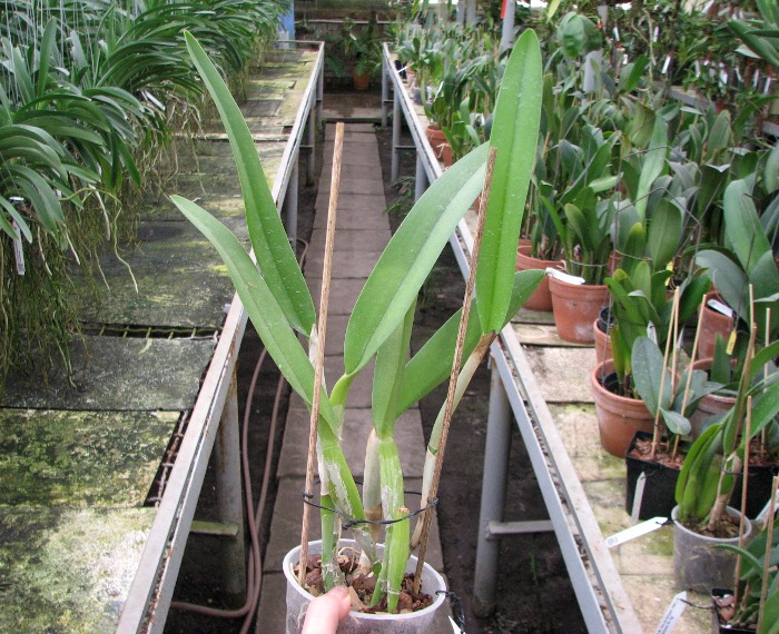 Brassocattleya Golf Green 'Hair Pig' (Cattleya Moscombe x Brassavola digbyana).JPG