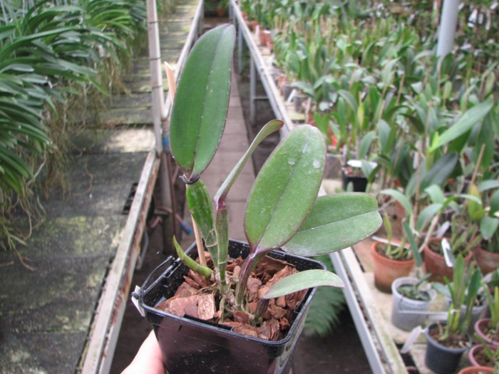 Cattleya warneri coerulea 'Porcina' x Cattleya intermedia flamea coerulea 'Olhos Azuis'.JPG