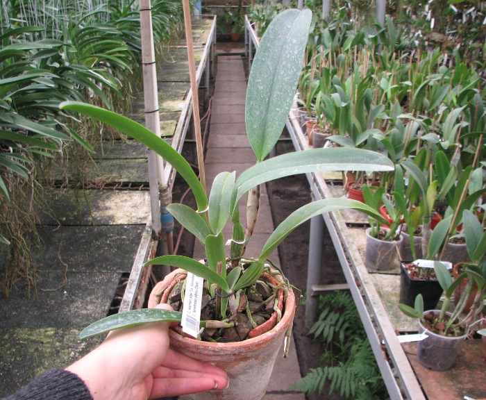 Cattleya warneri alba 'Da. Mercedes' x Laelia tenebrosa albina (DAR).JPG