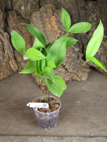 Sobralia yauaperyensis.jpg