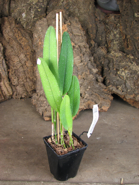 Laelia purpurata rubra flamea 'Osorio' x Cattleya leopoldii 'Marrom Glace'.jpg