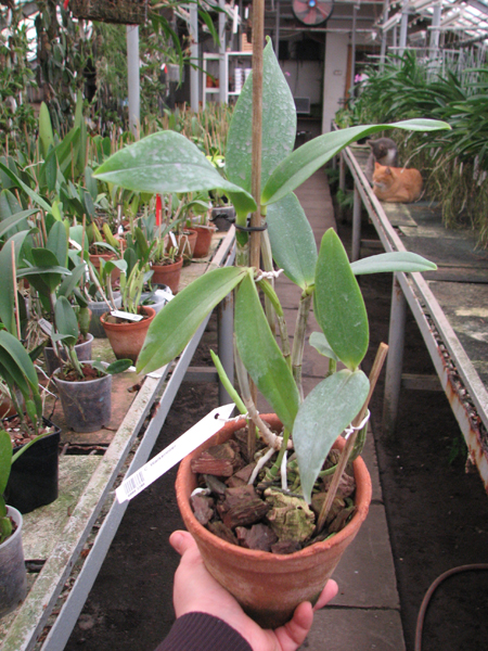 Cattleya Walkerinter.jpg