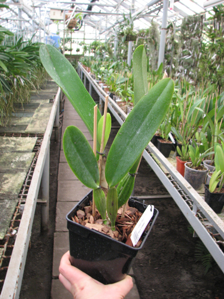 Cattleya labiata alba x Cattleya labiata roxo bispo 'Urbano'.jpg