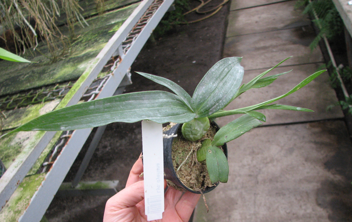 Lycaste dyeriana.jpg