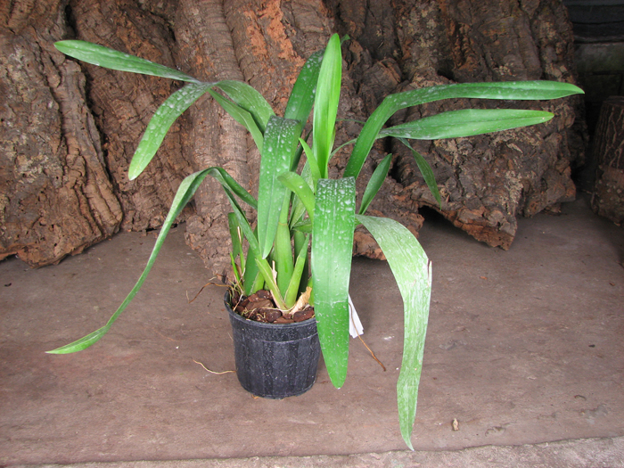 Miltassia Royal Robe 'Diplomat'.jpg
