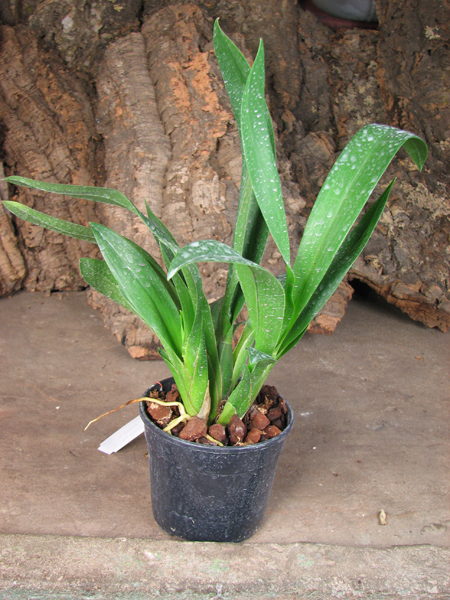 Brassada Mivada (Brassia brachiata X Ada aurantiaca).jpg