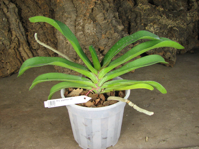 Rhynchostylis gigantea red.jpg