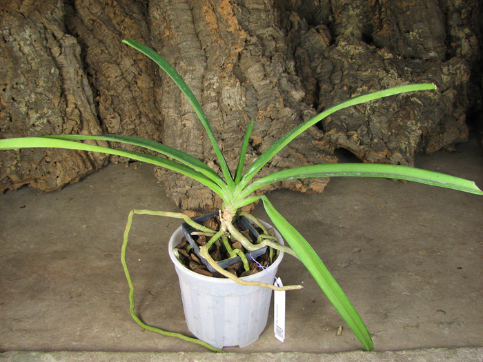 Rhynchostylis retusa spot.jpg
