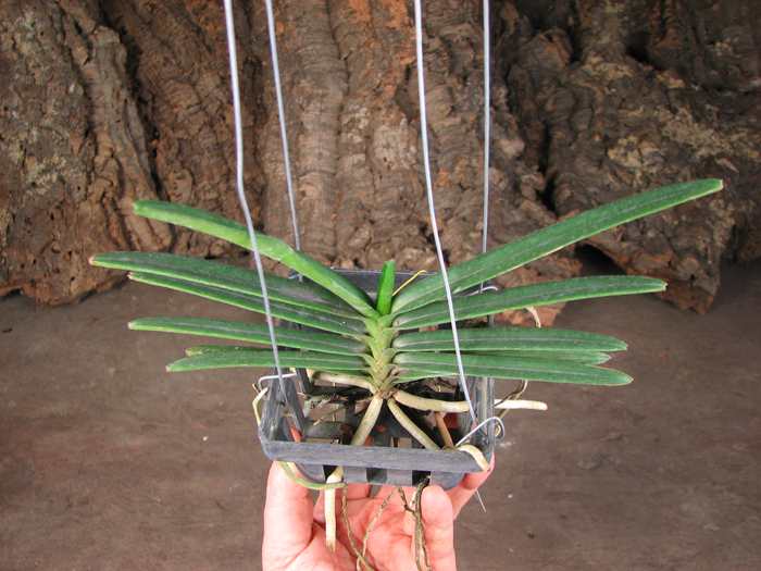 Ascocentrum miniatum.jpg
