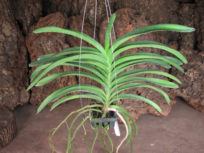 Vanda Thanadee x Vanda Srakaew.jpg