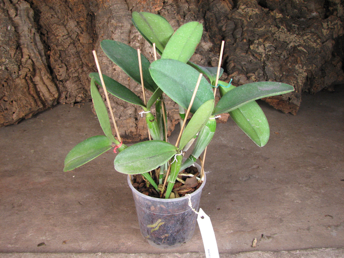 Cattleya violacea.jpg