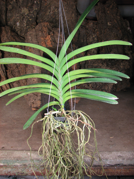 Ascocenda Kultana Pappion x Vanda Kultana Ruby.jpg