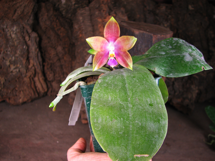 Phalaenopsis Penang Girl.jpg
